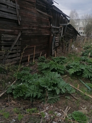 Heracleum sosnowskyi