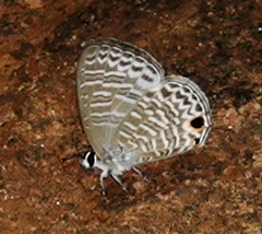 Nacaduba sinhala
