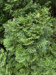 Chamaecyparis lawsoniana
