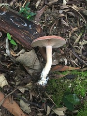 Leucopaxillus eucalyptorum