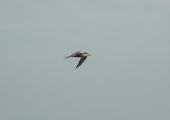 Sterna hirundo