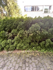 Chamaecyparis lawsoniana