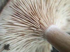 Leucopaxillus eucalyptorum