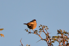 Melaniparus cinerascens