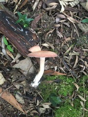 Leucopaxillus eucalyptorum