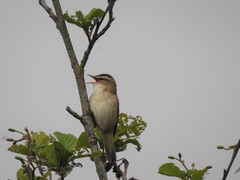 Acrocephalus schoenobaenus