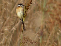 Culicivora caudacuta