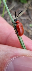 Lilioceris lilii