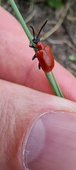 Lilioceris lilii