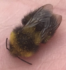 Bombus jonellus