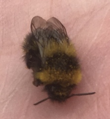 Bombus jonellus