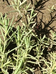 Limonium carolinianum