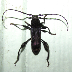 Physocnemum brevilineum