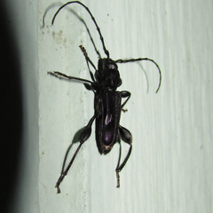 Physocnemum brevilineum