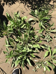 Limonium carolinianum