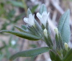 Buglossoides arvensis arvensis