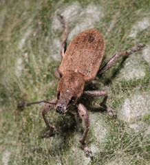 Tanymecus palliatus