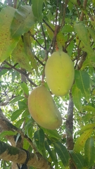 Mangifera