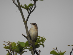 Acrocephalus schoenobaenus