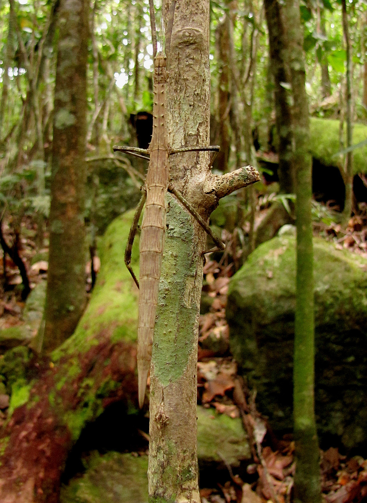 Asprenas impennis