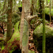 Asprenas impennis - Photo (c) hervevan,  זכויות יוצרים חלקיות (CC BY-NC)