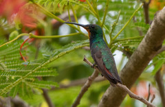 Anthracothorax veraguensis