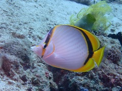Chaetodon selene