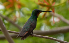 Anthracothorax veraguensis