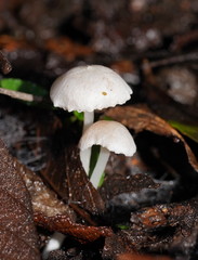 Entoloma albidosimulans