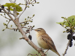 Acrocephalus schoenobaenus