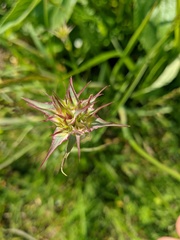 Dianthus capitatus