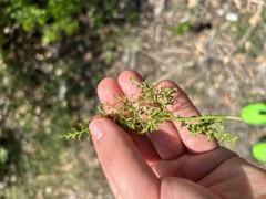 Asplenium cuneifolium