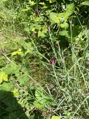 Dianthus