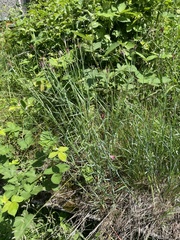 Dianthus