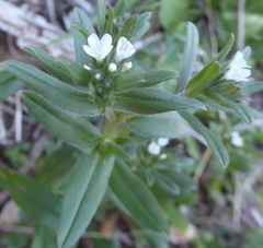 Buglossoides arvensis arvensis