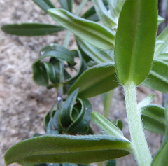 Buglossoides arvensis arvensis