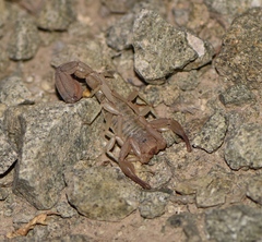 Paravaejovis confusus