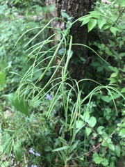 Borodinia canadensis