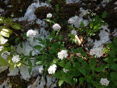 Valeriana montana