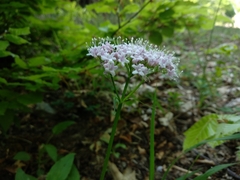 Valeriana montana