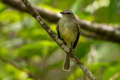 Nesotriccus incomtus
