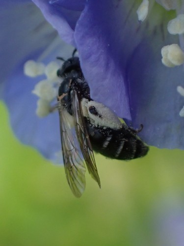 Jacob's Ladder Miner photographed in Delaware