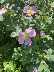Rosa pendulina