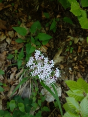 Valeriana montana