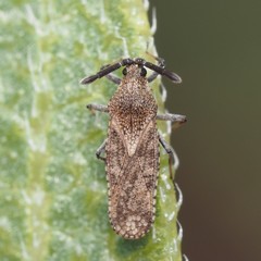 Teleonemia scrupulosa