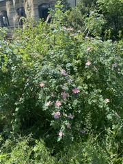 Rosa pendulina