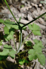 Ranunculus constantinopolitanus