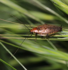 Ectobius erythronotus