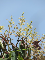 Miconia theizans