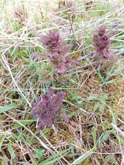 Pedicularis palustris